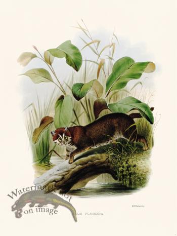 Elliot Cat 17 Cat Planiceps